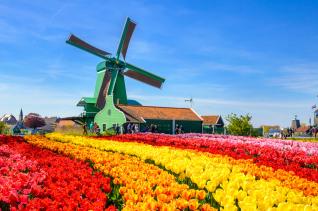 Nizozemska v znamenju cvetja-f